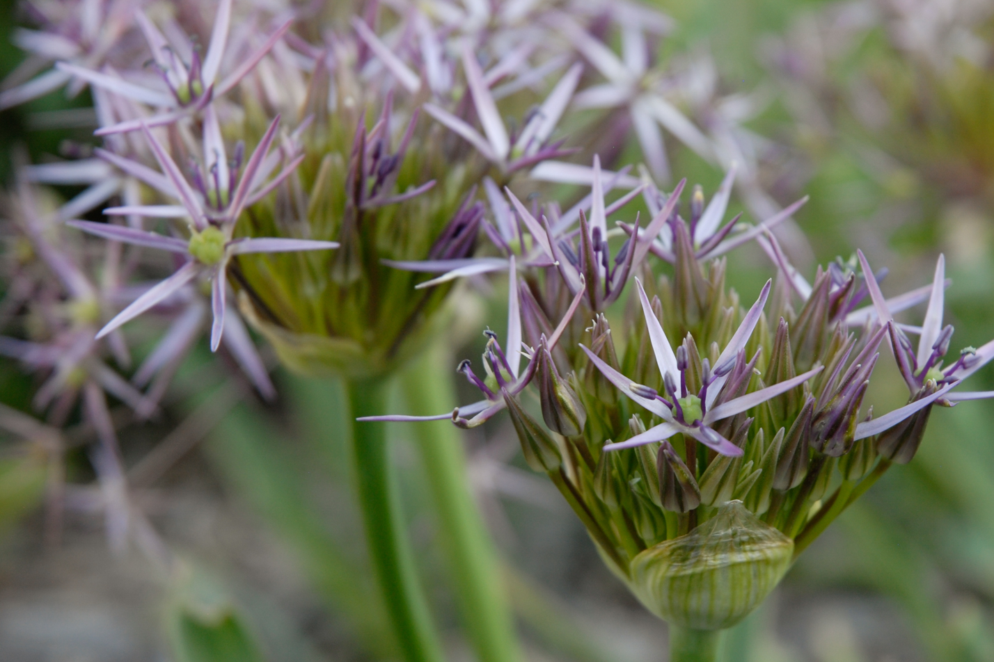 Persian Star Allium